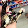 Quin is registered to the contest to win money with this photo: kitten, calico, cat, paw, pink_collar, pet, animal, feline, cute, playing, hand, holding, store, shelf, product, blurred_background, indoor, fur, claw, paw_pad