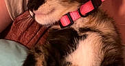 Quin joined the competition — help win amazing prizes! animal, blanket, cat, collar, cozy, cute, domestic_cat, fur, indoor, kitten, paw, pet, pink_collar, relaxation, resting, sleeping, snuggle, soft, tabby, whiskers