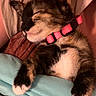 Quin joined the competition — help win amazing prizes! kitten, cat, sleeping, collar, pink_collar, paw, blanket, cozy, fur, pet, animal, resting, cute, indoor, domestic_cat, tabby, whiskers, soft, snuggle, relaxation