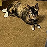 cat, tortoiseshell_cat, animal, pet, indoor, carpet, white_paws, feline, relaxed, lying_down, curious, floor, domestic_animal, household, fur, whiskers, ears, eyes, paws, metal_bowl