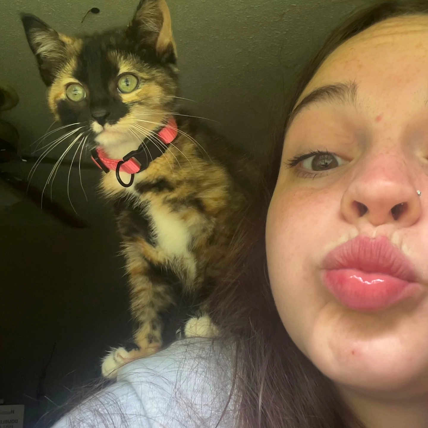 Quin joined the competition — help win amazing prizes! cat, kitten, person, face, shoulder, puckered_lips, pink_collar, fur, whiskers, indoor, close_up, curious, pet, animal, young_adult, hair, expression, light, portrait, companion