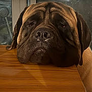 Bounty joined the competition — help win amazing prizes! dog, large_dog, resting, table, wooden_table, brown_fur, droopy_eyes, close_up, indoor, pet, canine, portrait, waiting, calm, muzzle, ears, fur_texture, animal, companion, sleepy