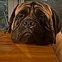 dog, large_dog, resting, table, wooden_table, brown_fur, droopy_eyes, close_up, indoor, pet, canine, portrait, waiting, calm, muzzle, ears, fur_texture, animal, companion, sleepy