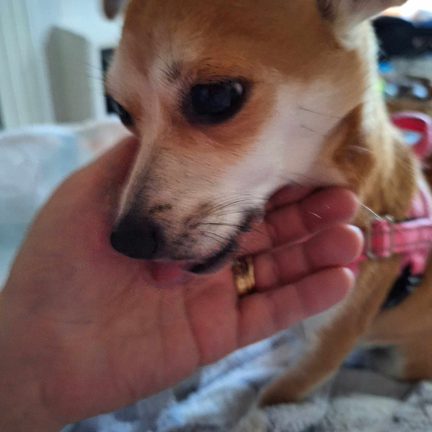 Cookie joined the competition — help win amazing prizes! affection, animal, blanket, blurred_background, close_up, companion, cozy, cute, dog, domestic_animal, face, fur, gentle, hand, indoor, nibble, pet, pink_harness, small_dog, warm