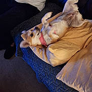 Cookie is registered to the contest to win money with this photo: dog, collar, couch, pillow, quilt, person, indoor, carpet, relaxing, pet, fur, lying_down, cozy, casual, arm, clothing, sitting, home, comfort, resting