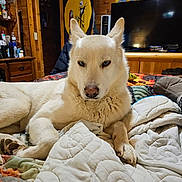 Zero joined the competition — help win amazing prizes! animal, bedroom, blanket, canine, cozy, dog, ears, fur, furniture, home, indoor, light_fur, paw, pet, quilt, relaxed, resting, tapestry, television, wooden_wall
