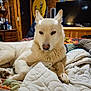 animal, bedroom, blanket, canine, cozy, dog, ears, fur, furniture, home, indoor, light_fur, paw, pet, quilt, relaxed, resting, tapestry, television, wooden_wall