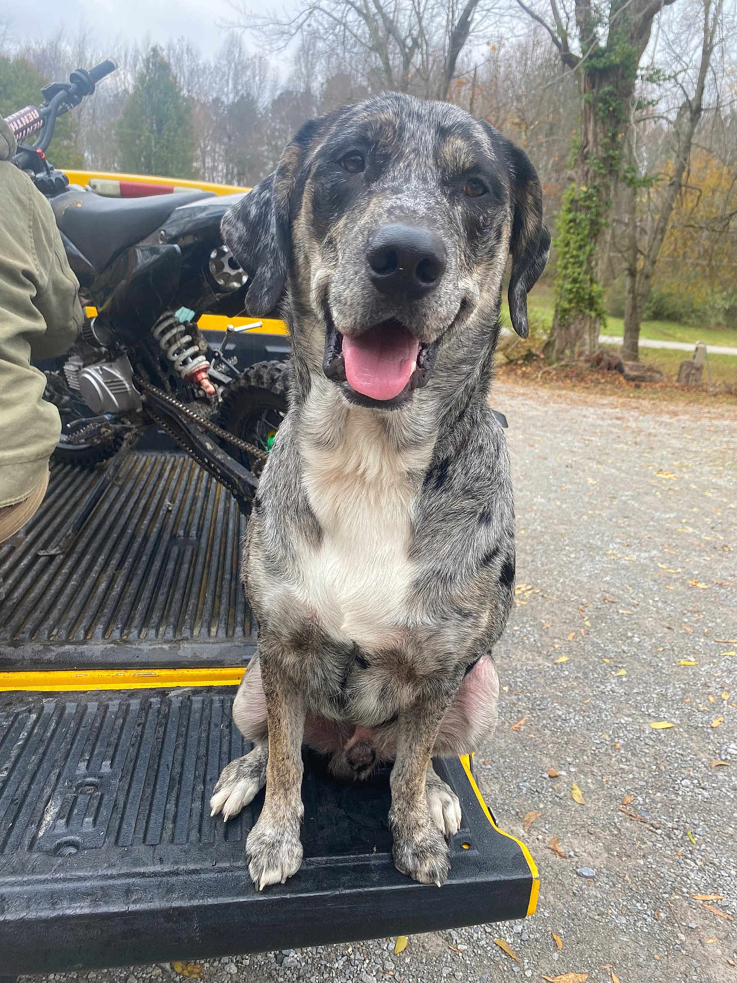 Blu joined the competition — help win amazing prizes! dog, outdoor, vehicle, truck_bed, dirt_bike, happy, tongue_out, sitting, gravel, trees, nature, grey_fur, black_fur, white_fur, pet, animal, canine, parked_vehicle, daytime, forest