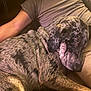 Blu is registered to the contest to win money with this photo: dog, brindle, sleeping, couch, person, arm, necklace, cross, gray_shirt, indoor, relaxation, pet, animal, fur, paw, closeup, resting, companion, home, casual