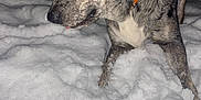 Blu is registered to the contest to win money with this photo: dog, snow, night, animal, canine, orange_collar, fur, outdoor, pet, winter, curious, closeup, portrait, brindle, paw, texture, cold, nature, alert, looking_away