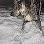 dog, snow, night, animal, canine, orange_collar, fur, outdoor, pet, winter, curious, closeup, portrait, brindle, paw, texture, cold, nature, alert, looking_away