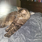 Jackson is registered to the contest to win money with this photo: cat, tabby, feline, pet, animal, indoor, blanket, soft, cozy, fur, sleeping, resting, mammal, whiskers, paw, domestic, cute, relaxing, bedroom, furniture