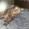 cat, tabby, feline, pet, animal, indoor, blanket, soft, cozy, fur, sleeping, resting, mammal, whiskers, paw, domestic, cute, relaxing, bedroom, furniture