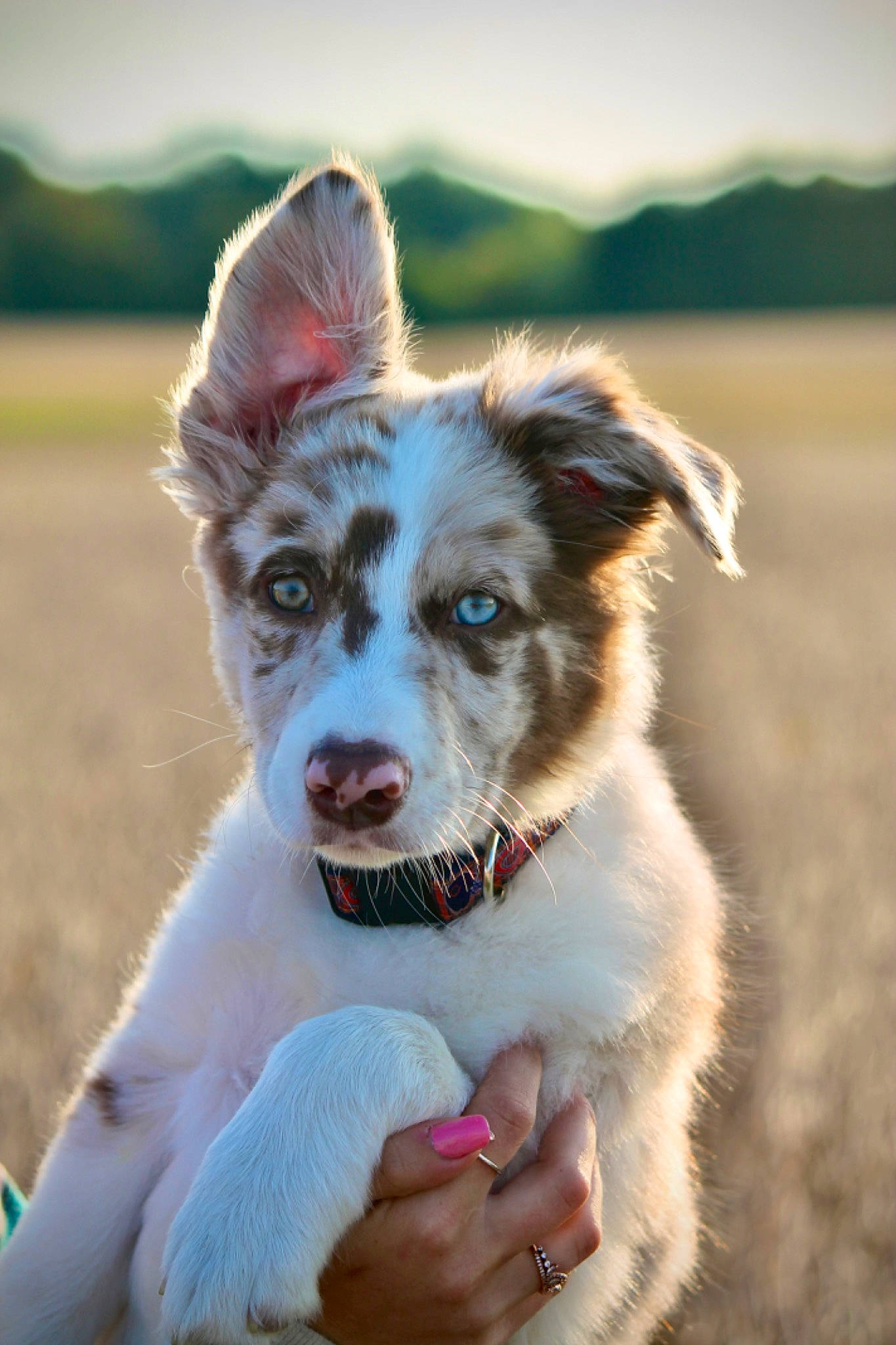 Rooster joined the competition — help win amazing prizes! canidae, carnivore, companion_dog, dog, dog_breed, fur, grass, happy, plant, sky, snout, sporting_group, whiskers, working_dog