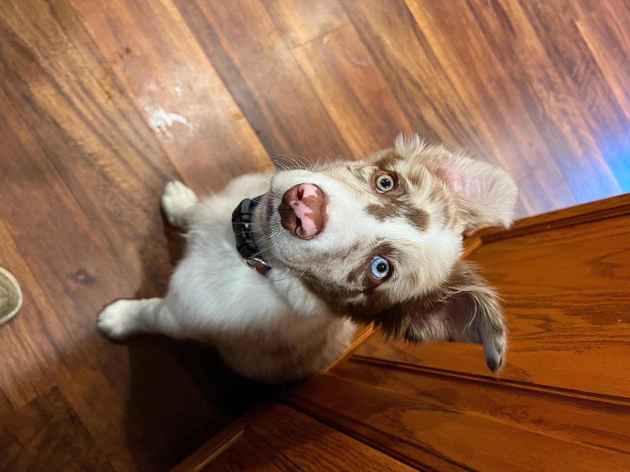 Rooster is registered to the contest to win money with this photo: carnivore, collar, companion_dog, dog, dog_breed, fawn, felidae, flooring, fur, hardwood, kitchen_utensil, paw, plank, small_to_medium_sized_cats, snout, varnish, whiskers, wood, wood_stain, working_animal