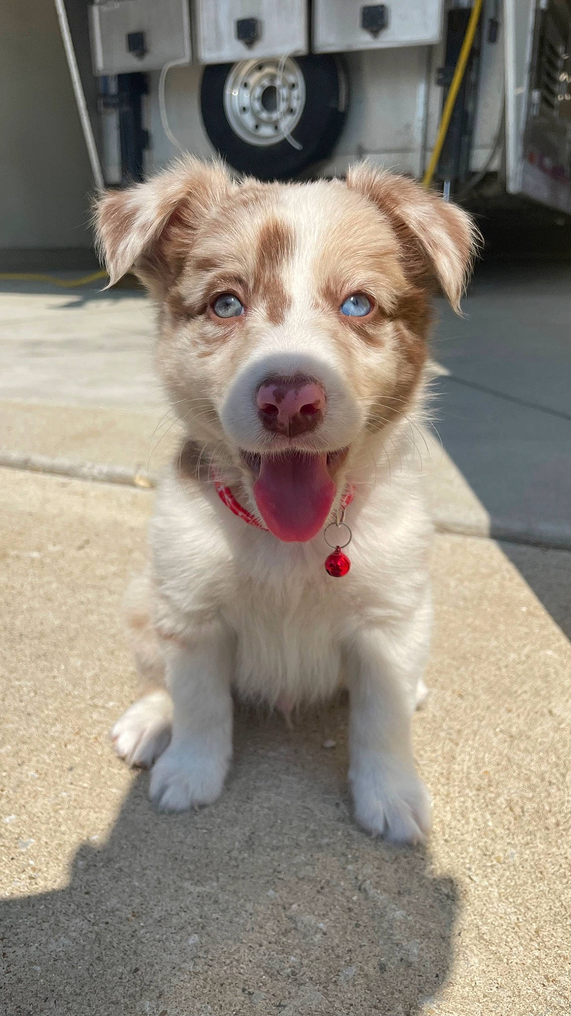 Rooster is registered to the contest to win money with this photo: automotive_tire, carnivore, companion_dog, dog, dog_breed, fur, hubcap, leash, road, road_surface, sidewalk, street, tire, tire_care, tread, vehicle, wheel, whiskers, working_animal, working_dog