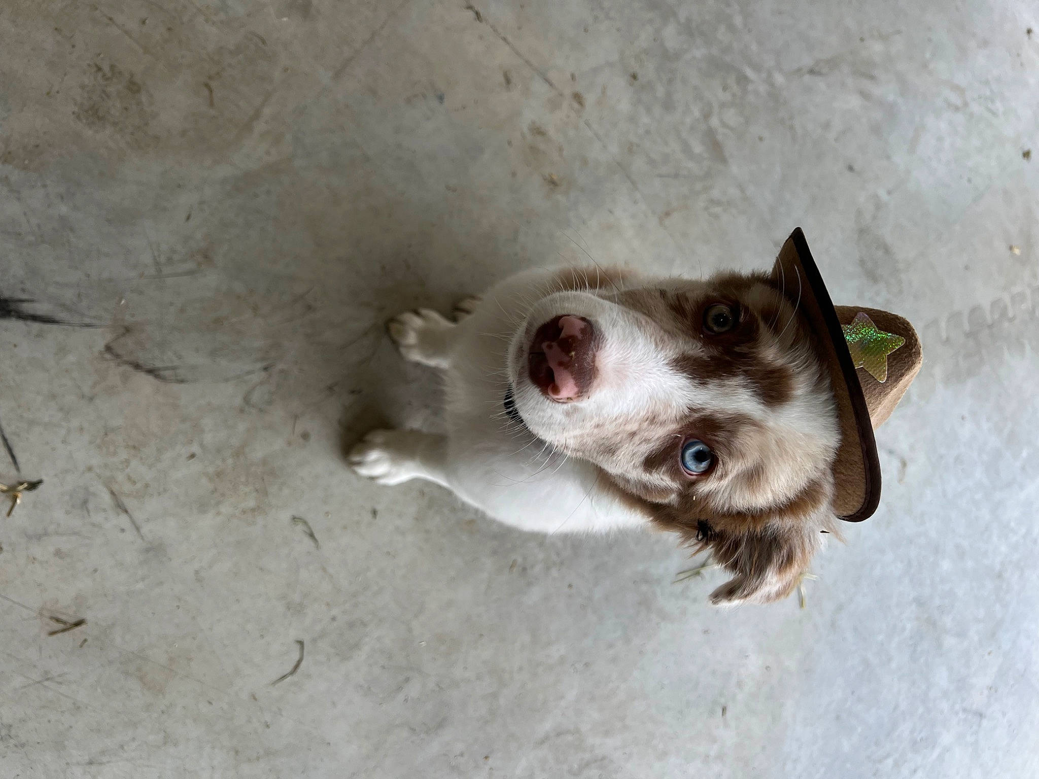 Rooster is registered to the contest to win money with this photo: carnivore, dog, dog_breed, liver, paw, snout, sporting_group, street_dog, whiskers, working_animal