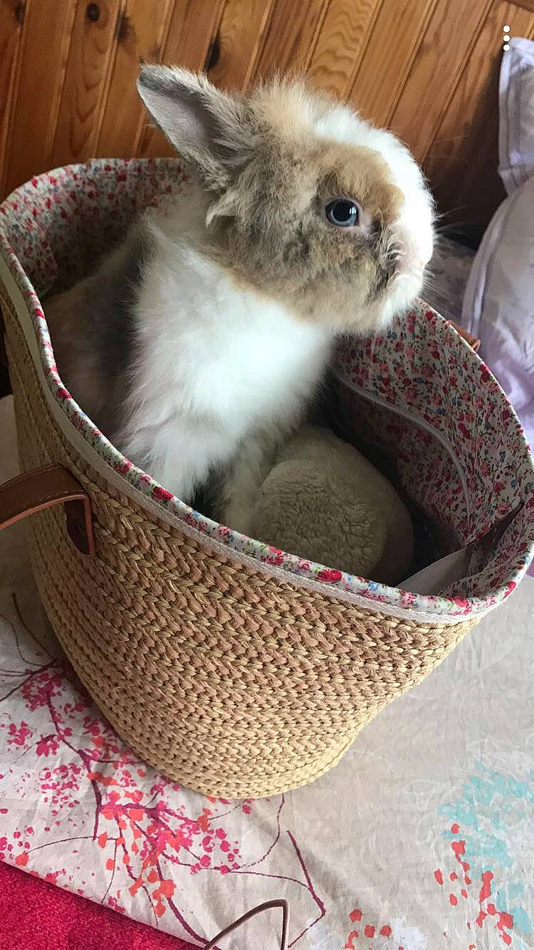 Pinou participe au concours pour gagner de l'argent avec cette photo : basket, cat, cat_bed, domestic_rabbit, fawn, felidae, kitten, picnic_basket, rabbit, rabbits_and_hares, small_to_medium_sized_cats, whiskers, wicker
