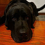 Moto joined the competition — help win amazing prizes! dog, black_dog, floor, wooden_floor, indoor, pet, close_up, lying_down, canine, animal, cabinet, rug, nose, ears, eyes, fur, sleepy, resting, large_dog, home