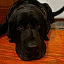 dog, black_dog, floor, wooden_floor, indoor, pet, close_up, lying_down, canine, animal, cabinet, rug, nose, ears, eyes, fur, sleepy, resting, large_dog, home