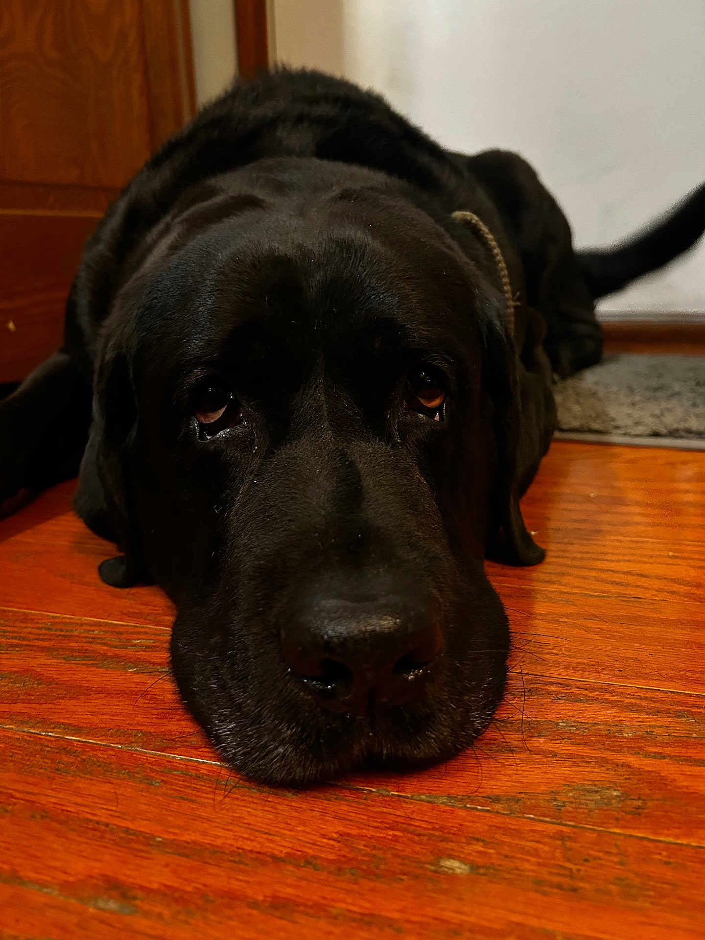 Moto joined the competition — help win amazing prizes! dog, black_dog, floor, wooden_floor, indoor, pet, close_up, lying_down, canine, animal, cabinet, rug, nose, ears, eyes, fur, sleepy, resting, large_dog, home