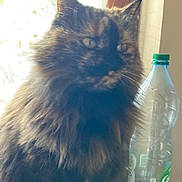 Fripouille participe au concours pour gagner de l'argent avec cette photo : bottle, bottled_water, carnivore, cat, drinking_water, drinkware, felidae, fluid, glass, liquid, mineral_water, plant, plastic_bottle, small_to_medium_sized_cats, tail, tints_and_shades, water, water_bottle, whiskers, window