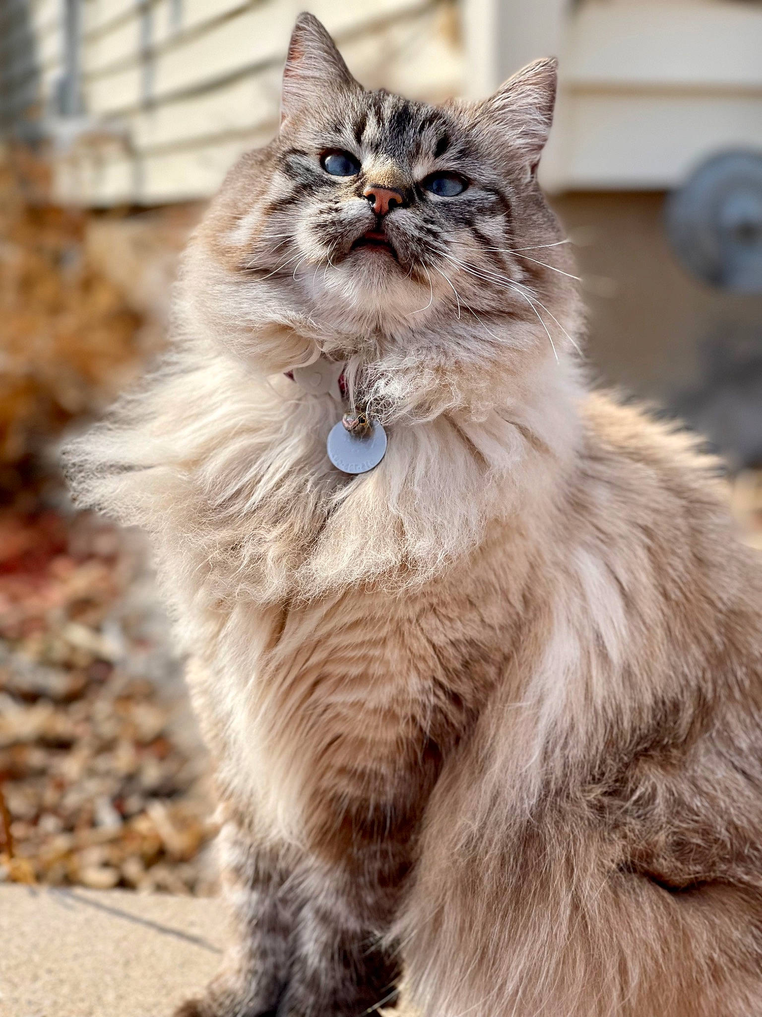 Harlow joined the competition — help win amazing prizes! british_longhair, carnivore, cat, claw, domestic_short_haired_cat, fawn, felidae, fur, maine_coon, sitting, small_to_medium_sized_cats, snout, tail, terrestrial_animal, whiskers, wildlife