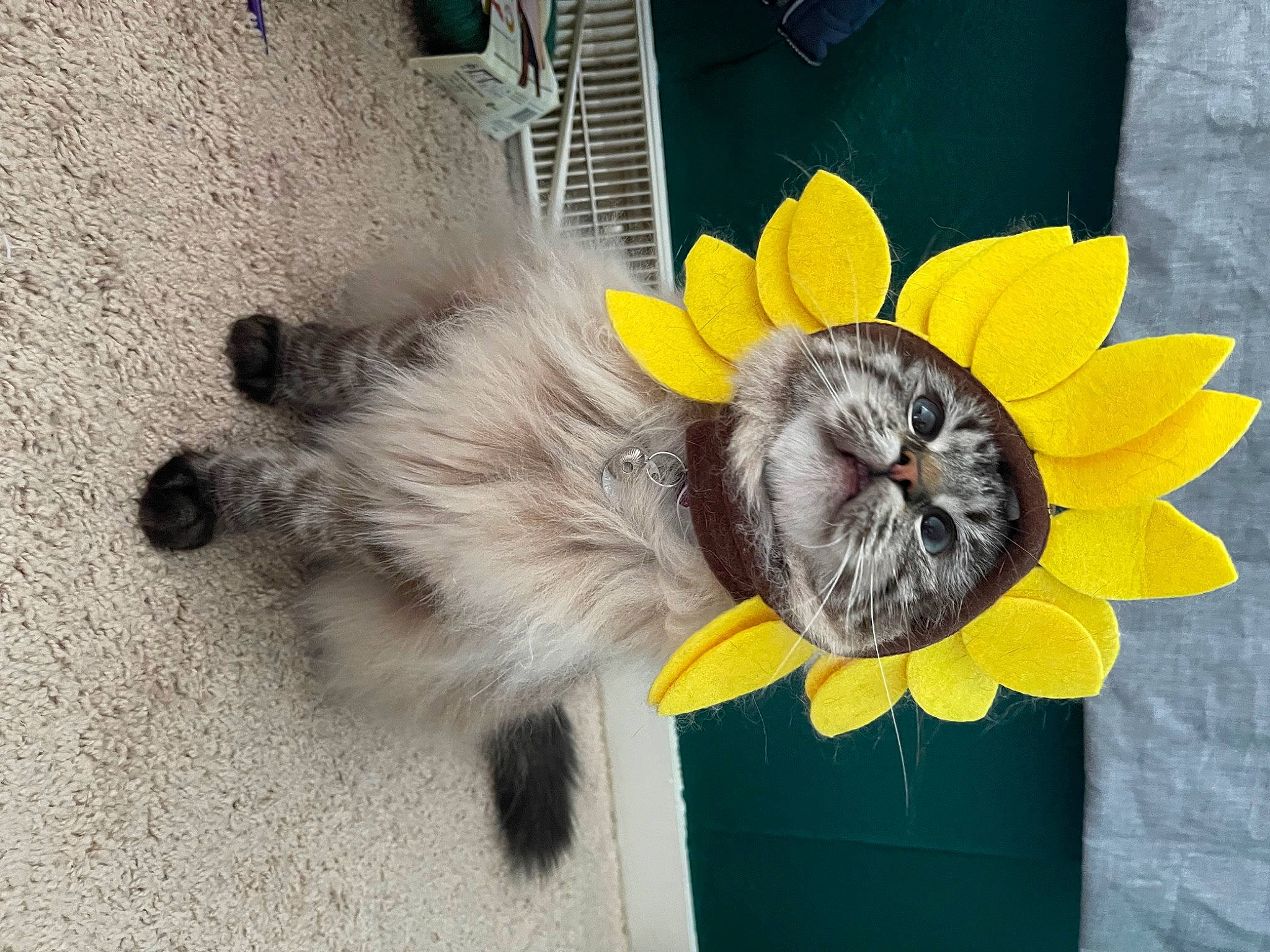Harlow is registered to the contest to win money with this photo: annual_plant, companion_dog, cut_flowers, dog_breed, door, feather, flower, flowering_plant, fur, glove, paw, petal, plant, pollen, sunflower, tail, toy_dog, window, wing