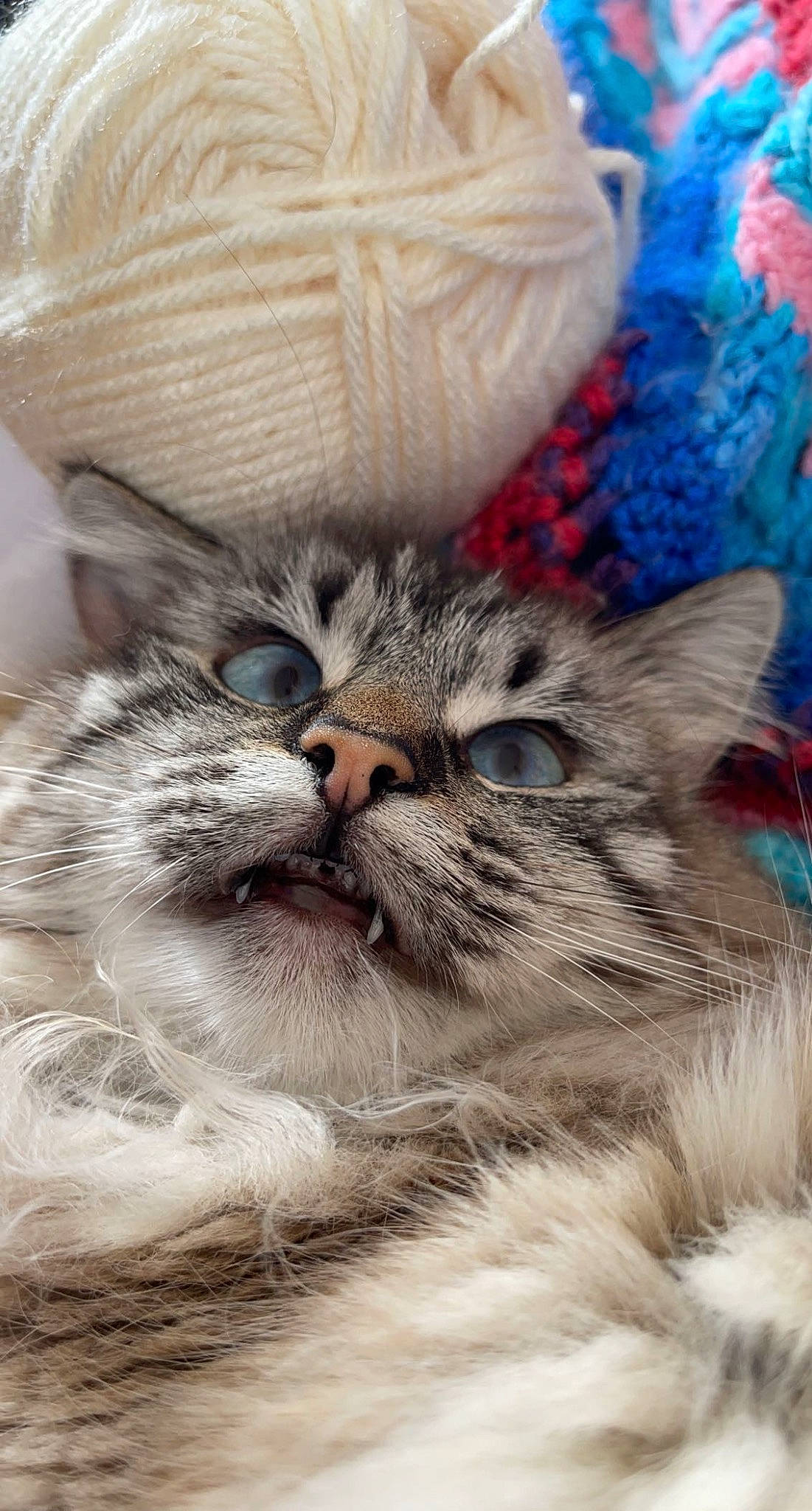 Harlow is registered to the contest to win money with this photo: carnivore, cat, claw, close_up, comfort, domestic_short_haired_cat, eye, fawn, felidae, fur, pattern, paw, photo_caption, plant, small_to_medium_sized_cats, snout, terrestrial_animal, textile, whiskers, wildlife