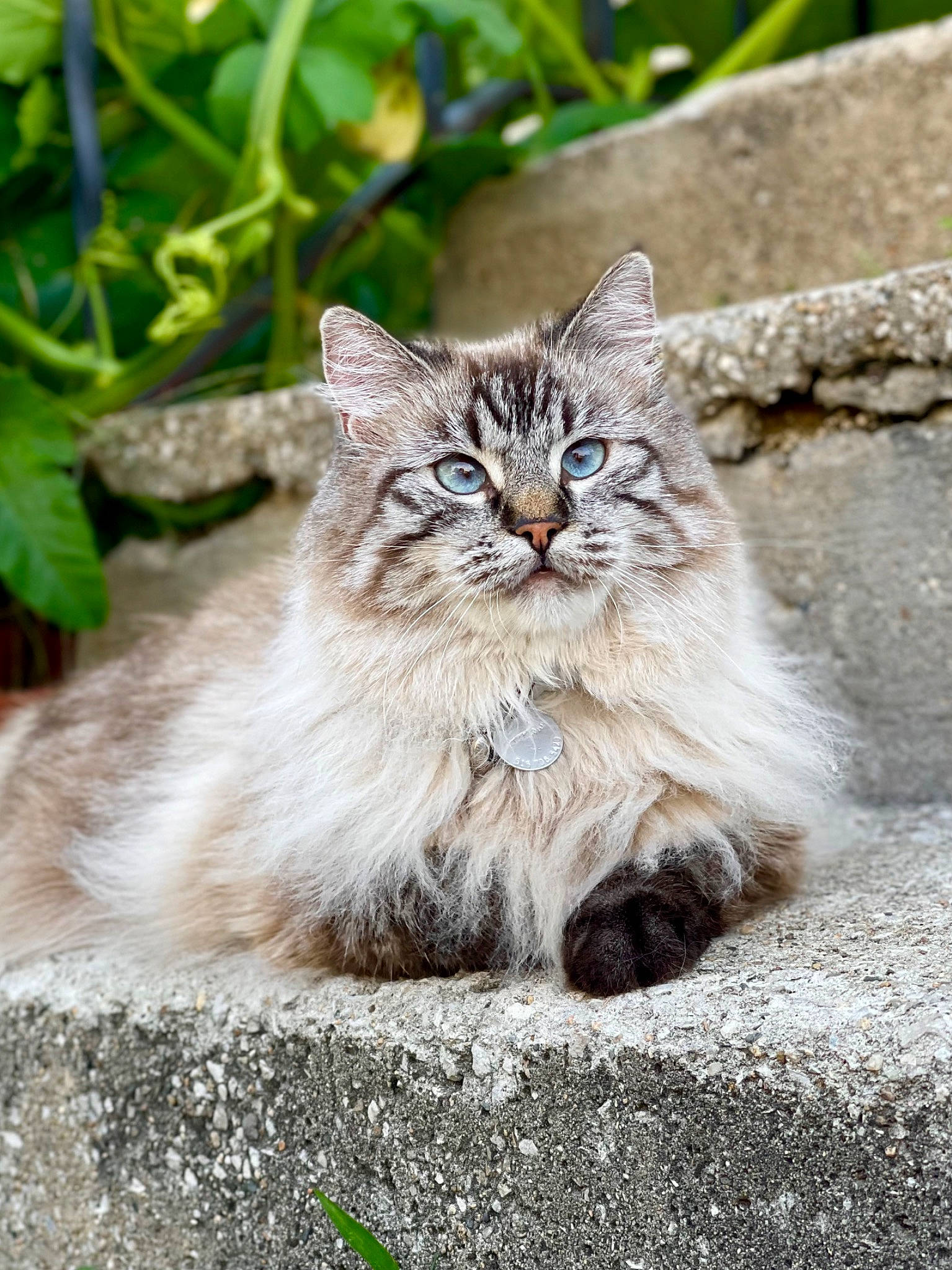 Harlow joined the competition — help win amazing prizes! british_longhair, carnivore, cat, claw, domestic_short_haired_cat, fawn, felidae, fur, grass, plant, road_surface, sitting, small_to_medium_sized_cats, snout, tail, terrestrial_animal, tree, whiskers, wildlife, wood