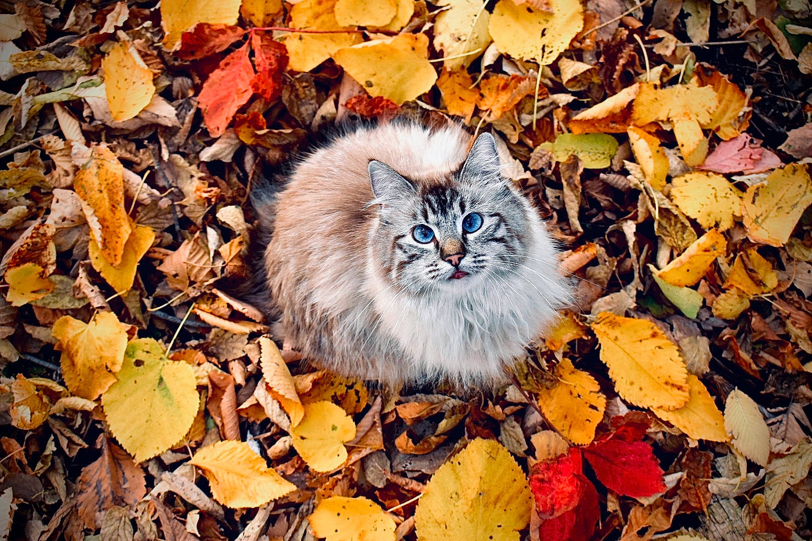 Harlow is registered to the contest to win money with this photo: adaptation, carnivore, cat, deciduous, felidae, fur, grass, groundcover, leaf, organism, plant, small_to_medium_sized_cats, snout, soil, terrestrial_animal, tree, twig, whiskers, wildlife, wood