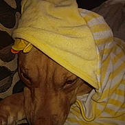 Zara is registered to the contest to win money with this photo: dog, towel, yellow, striped, hood, pet, animal, sleepy, cozy, brown, face, cushion, fabric, indoor, closeup, resting, snug, pattern, texture, soft