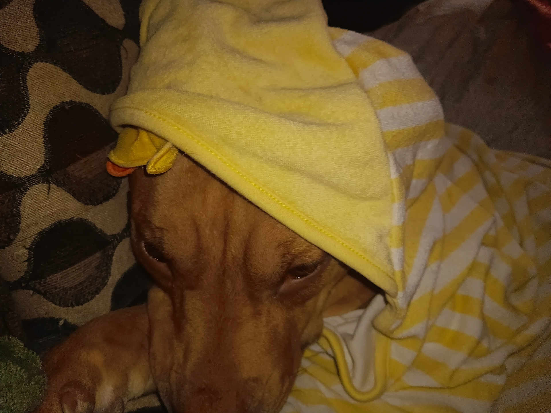 Zara is registered to the contest to win money with this photo: dog, towel, yellow, striped, hood, pet, animal, sleepy, cozy, brown, face, cushion, fabric, indoor, closeup, resting, snug, pattern, texture, soft