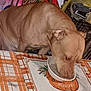 animal, bowl, brown_dog, canine, crate, dog, drinking, ear, food, furniture, head, holiday, household, indoor, pattern, pet, snout, table, tablecloth, thanksgiving