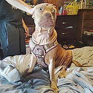 Zara is registered to the contest to win money with this photo: bed, blanket, canine, casual, clothing, comfort, curious, dog, domestic, furniture, hand, harness, human, indoor, person, pet, room, sitting, television, wrinkles