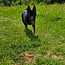Vixen is registered to the contest to win money with this photo: dog, black_dog, grass, meadow, outdoor, nature, trees, sky, clouds, sunlight, running, happy, tongue_out, walking, field, greenery, summer, footwear, shoe, adventure