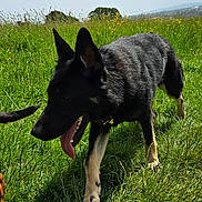 Vixen joined the competition — help win amazing prizes! dog, black_dog, grass, field, outdoor, sunny, sky, clouds, tongue_out, walking, canine, nature, daylight, animal, pet, happy, ears_up, greenery, summer, muzzle