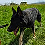animal, black_dog, canine, clouds, daylight, dog, ears_up, field, grass, greenery, happy, muzzle, nature, outdoor, pet, sky, summer, sunny, tongue_out, walking