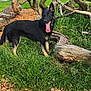 Vixen is registered to the contest to win money with this photo: dog, canine, black_dog, tan_paws, grass, wood_chips, tree_branches, outdoor, nature, sky, clouds, fence, wooden_shed, tongue_out, pet, animal, playful, daylight, greenery, rural