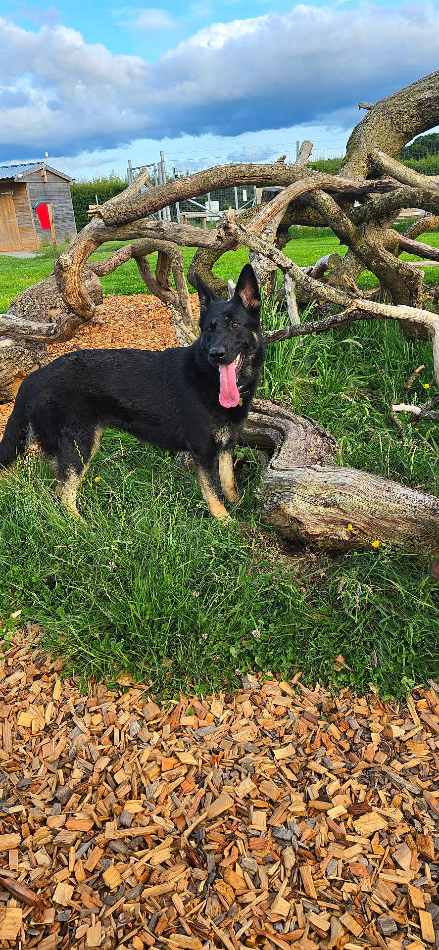 Vixen is registered to the contest to win money with this photo: dog, canine, black_dog, tan_paws, grass, wood_chips, tree_branches, outdoor, nature, sky, clouds, fence, wooden_shed, tongue_out, pet, animal, playful, daylight, greenery, rural