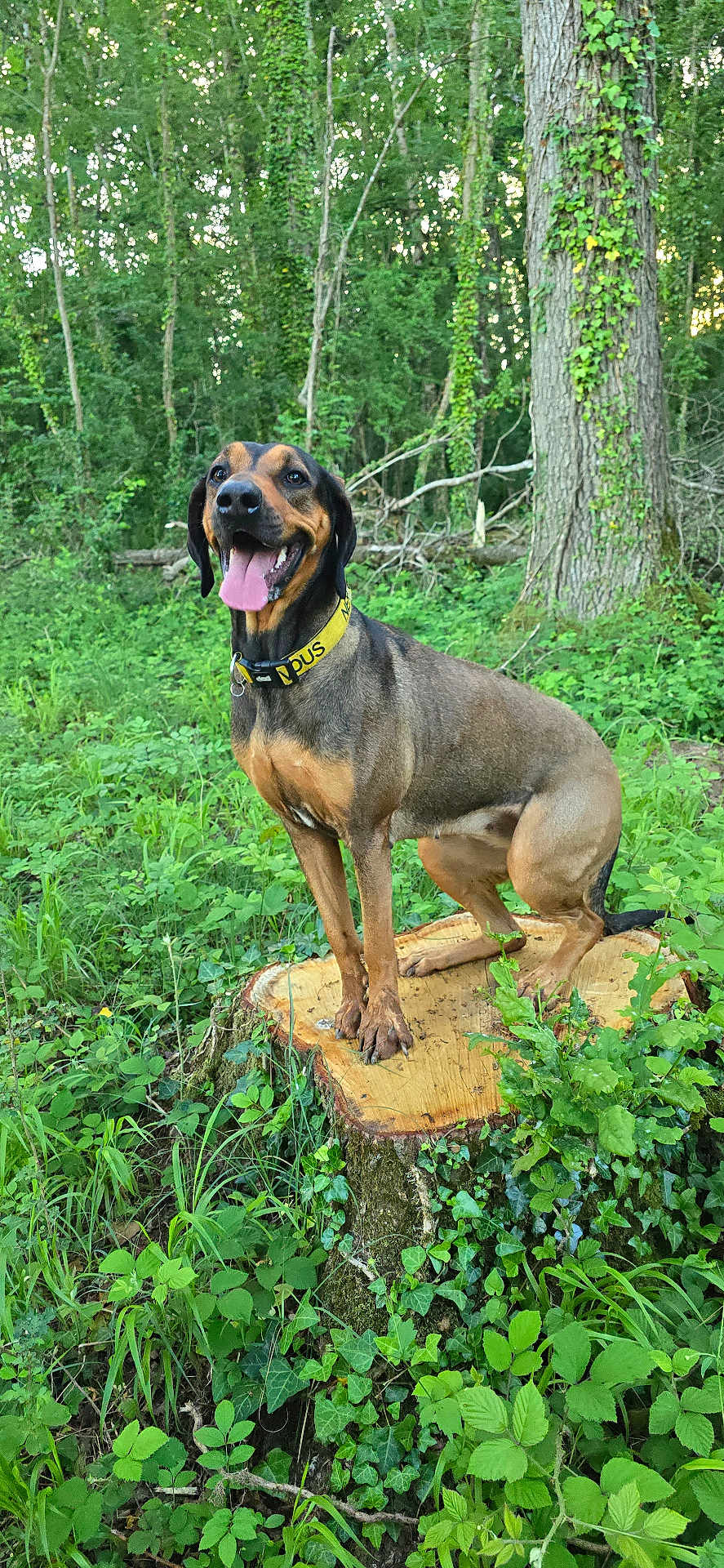 Nala