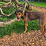 dog, outdoor, grass, wood_chips, tree_branches, fence, collar, sky, clouds, playful, nature, park, brown_dog, canine, pet, tongue_out, greenery, wood, daylight, animal