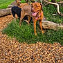 Cally is registered to the contest to win money with this photo: dog, brown_dog, black_dog, grass, wood_chips, tree_branches, outdoor, nature, cloudy_sky, collar, tongue_out, playful, park, greenery, wooden_shed, fence, daylight, animal, canine, happy