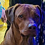 dog, brown_dog, pet, indoor, close_up, portrait, animal, canine, face, ears, snout, fur, looking, sitting, household, fabric, colorful, blurry_background, soft_lighting, calm