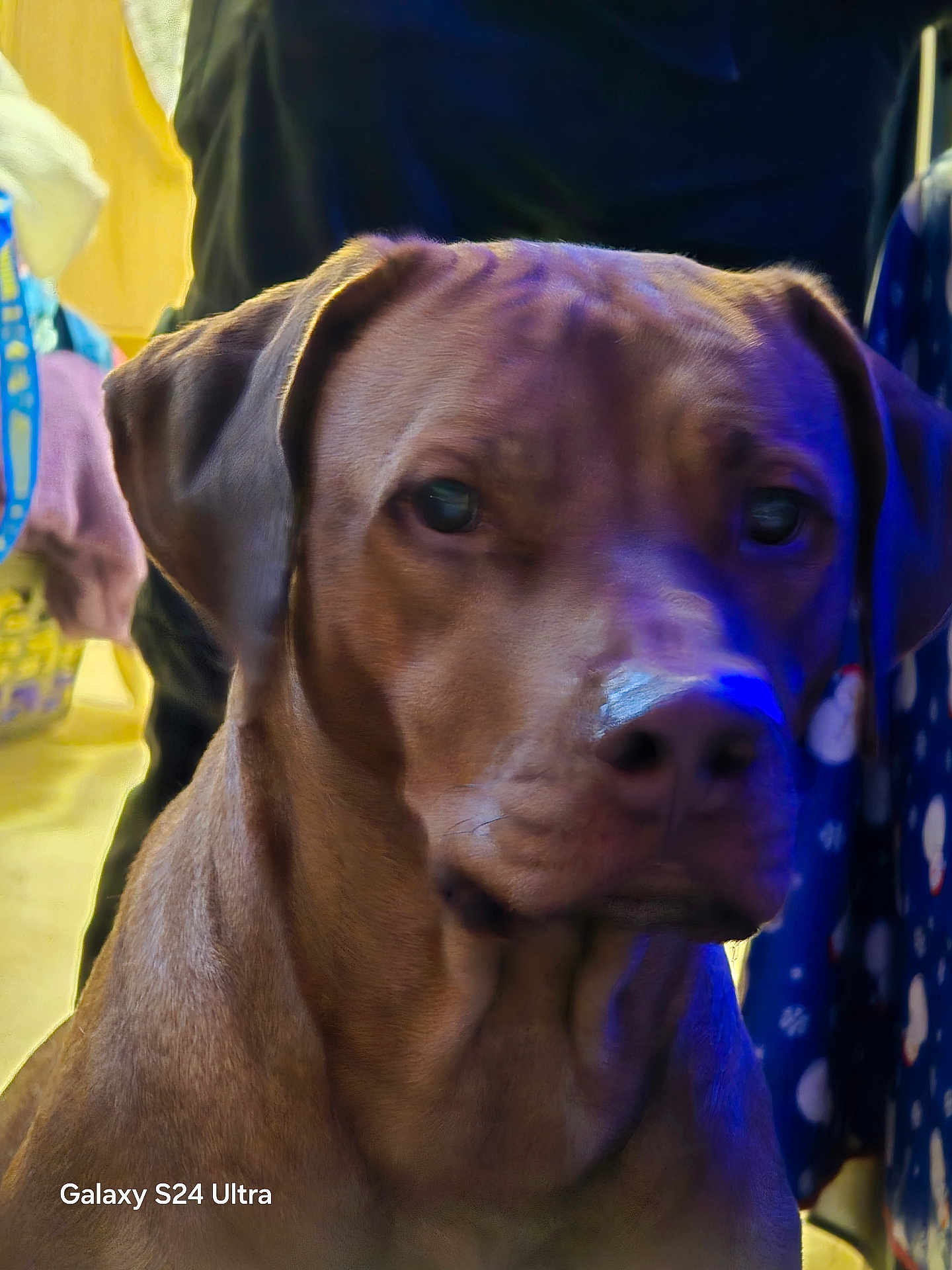 Cally is registered to the contest to win money with this photo: dog, brown_dog, pet, indoor, close_up, portrait, animal, canine, face, ears, snout, fur, looking, sitting, household, fabric, colorful, blurry_background, soft_lighting, calm