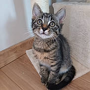 Amacho a rejoint le concours — aidez-le/la à gagner de superbes lots ! cat, kitten, tabby, pet, indoor, floor, wooden_floor, fur, whiskers, ears, tail, eyes, curious, sitting, animal, domestic_animal, cute, young, feline, home