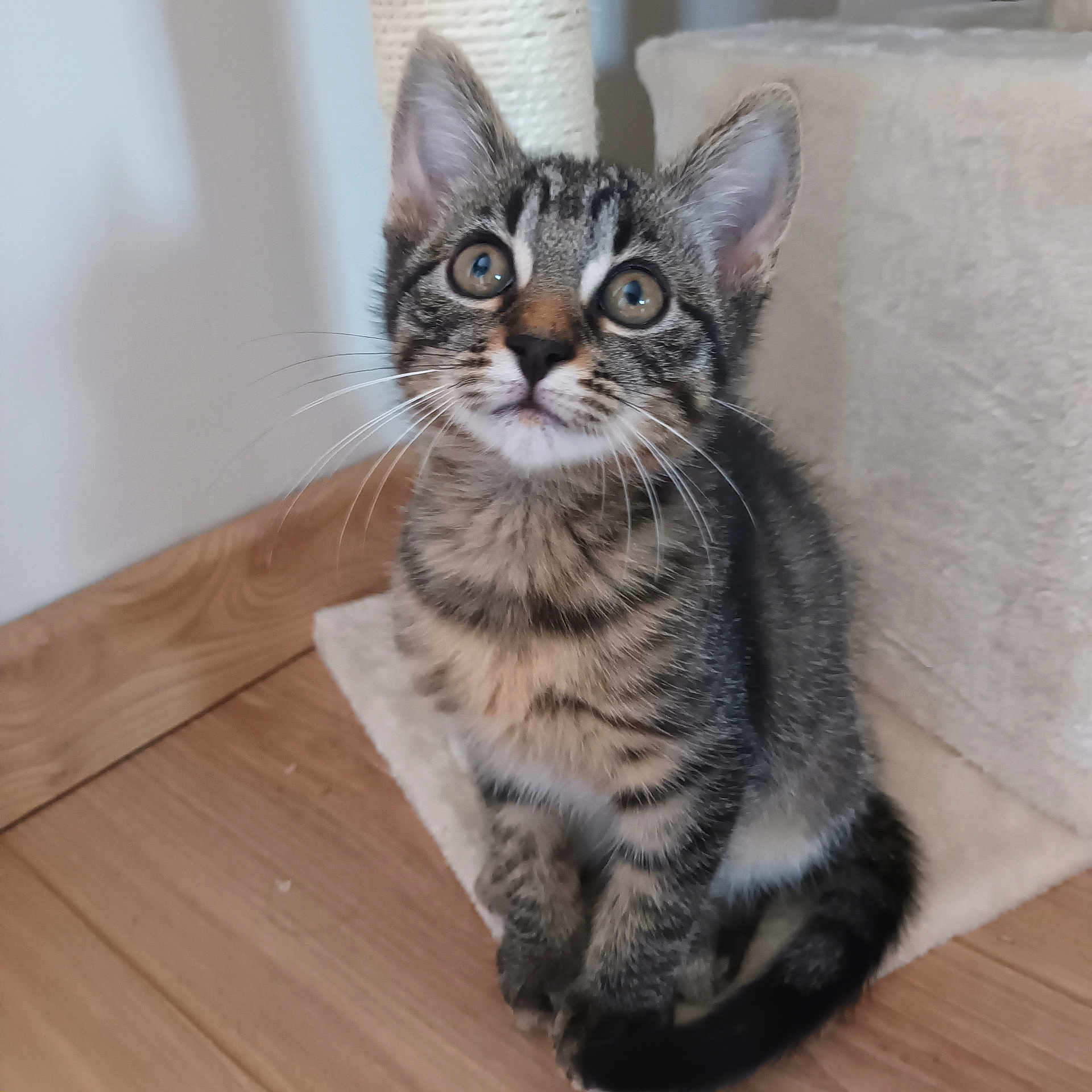 Amacho a rejoint le concours — aidez-le/la à gagner de superbes lots ! animal, cat, curious, cute, domestic_animal, ears, eyes, feline, floor, fur, home, indoor, kitten, pet, sitting, tabby, tail, whiskers, wooden_floor, young