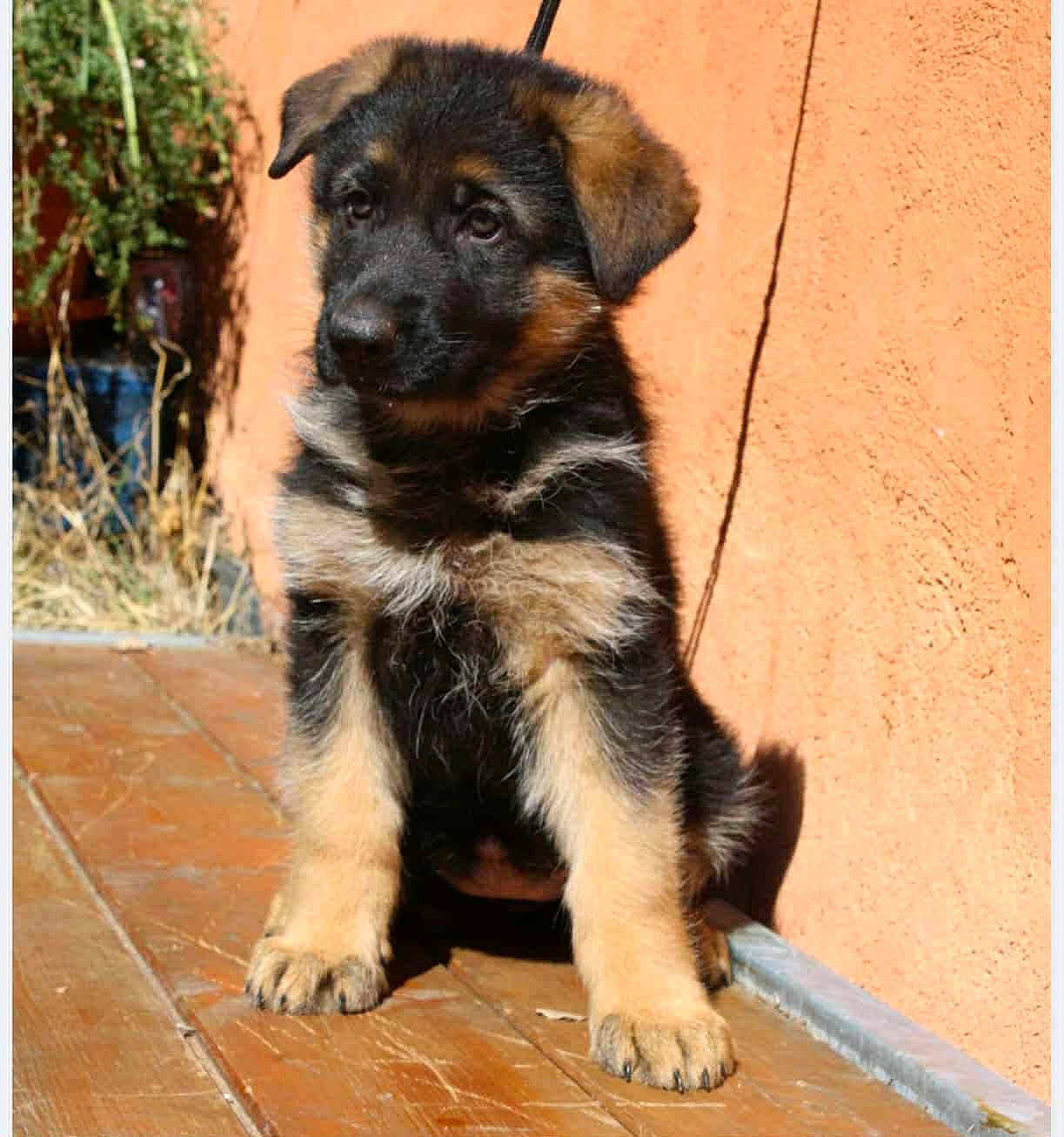 Angel participe au concours pour gagner de l'argent avec cette photo : puppy, dog, german_shepherd, pet, animal, outdoor, sunlight, wooden_deck, wall, orange_wall, fur, cute, young, sitting, brown, black, ears, paws, expression, nature
