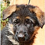 dog, puppy, german_shepherd, close_up, fur, ears, eyes, nose, pet, animal, outdoor, young_dog, canine, mammal, adorable, portrait, cute, fluffy, black_and_tan, face