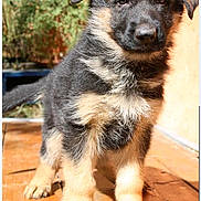Angel a rejoint le concours — aidez-le/la à gagner de superbes lots ! puppy, dog, german_shepherd, young, fur, outdoor, sunlight, wooden_deck, pet, canine, animal, cute, curious, standing, portrait, nature, young_animal, domestic_animal, furry, daylight